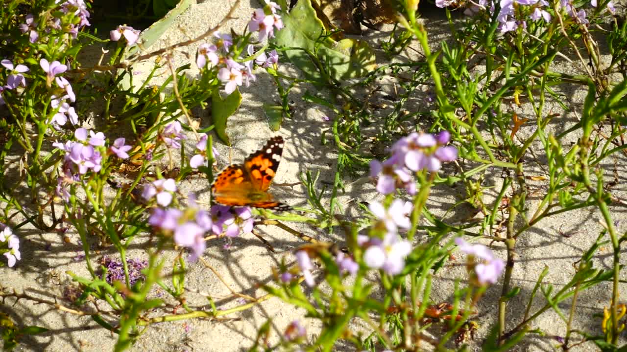 Api e farfalle volano intorno ai fiori. Rallentatore