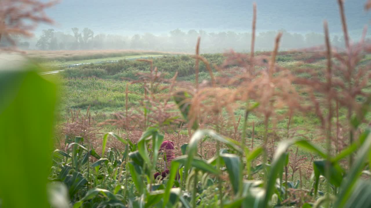 Tractor Harvesting Corn in a Rural Field