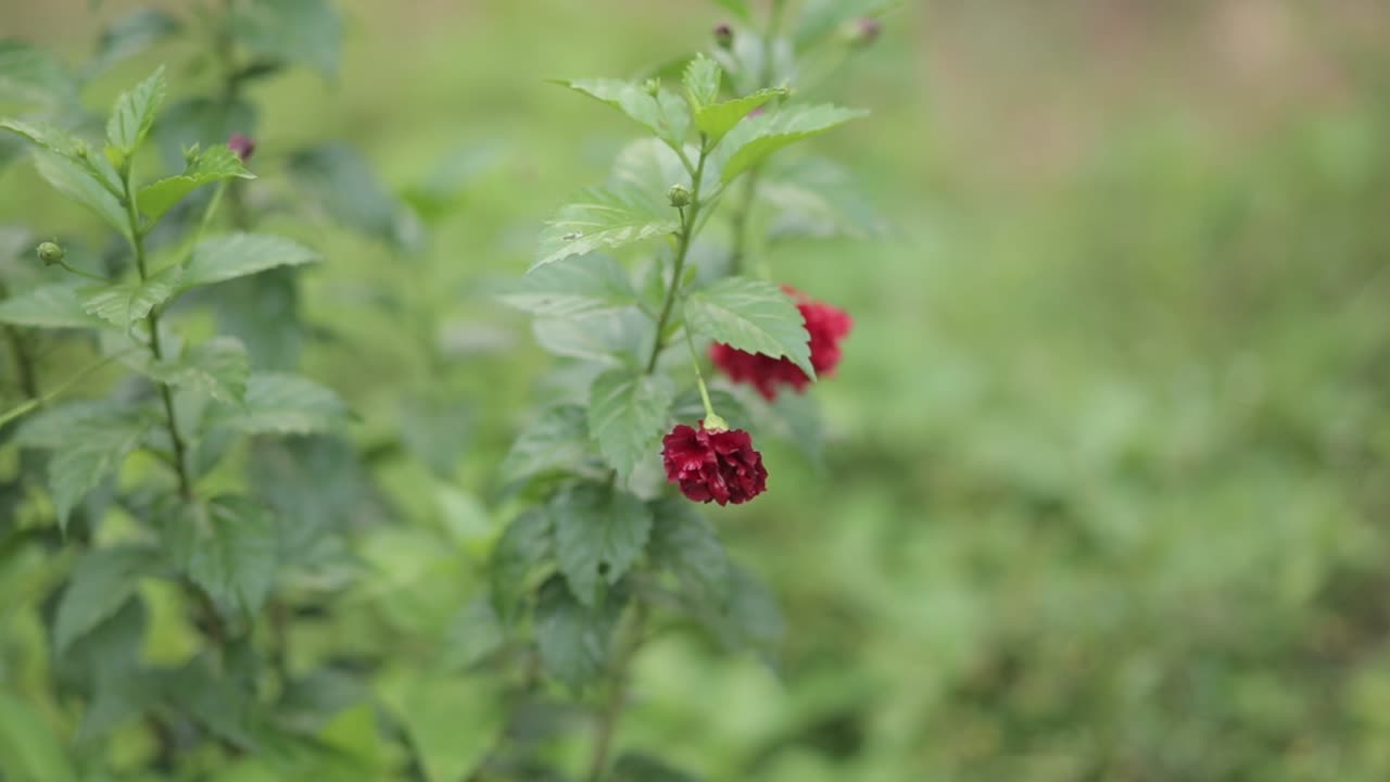 planta de hibisco con flor roja, de cerca