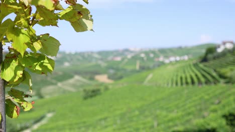 lush vineyard landscape with distant hills