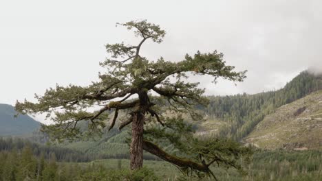 the top of a douglas fir tree on vancouver island, british columbia