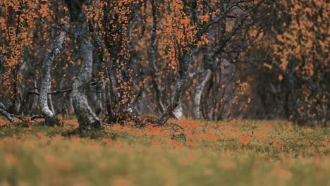 autumn tundra - twisted dwarf birch trees covered with colorful leaves