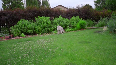 Poodle-dog-running-on-green-grass-at-garden-backyard.-White-poodle-playing