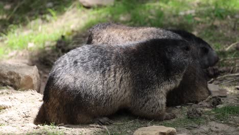 close up shot of groundhog family resting on sandy ground in nature during sunny day, cuddling together