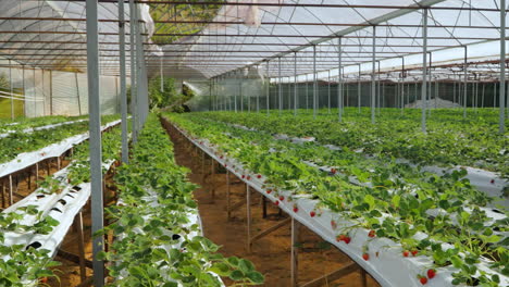 strawberry greenhouse with long rows of growing green plants with ripe berries - static handheld