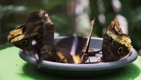 buckeye butterflies feasting on overripe bananas in a gray bowl