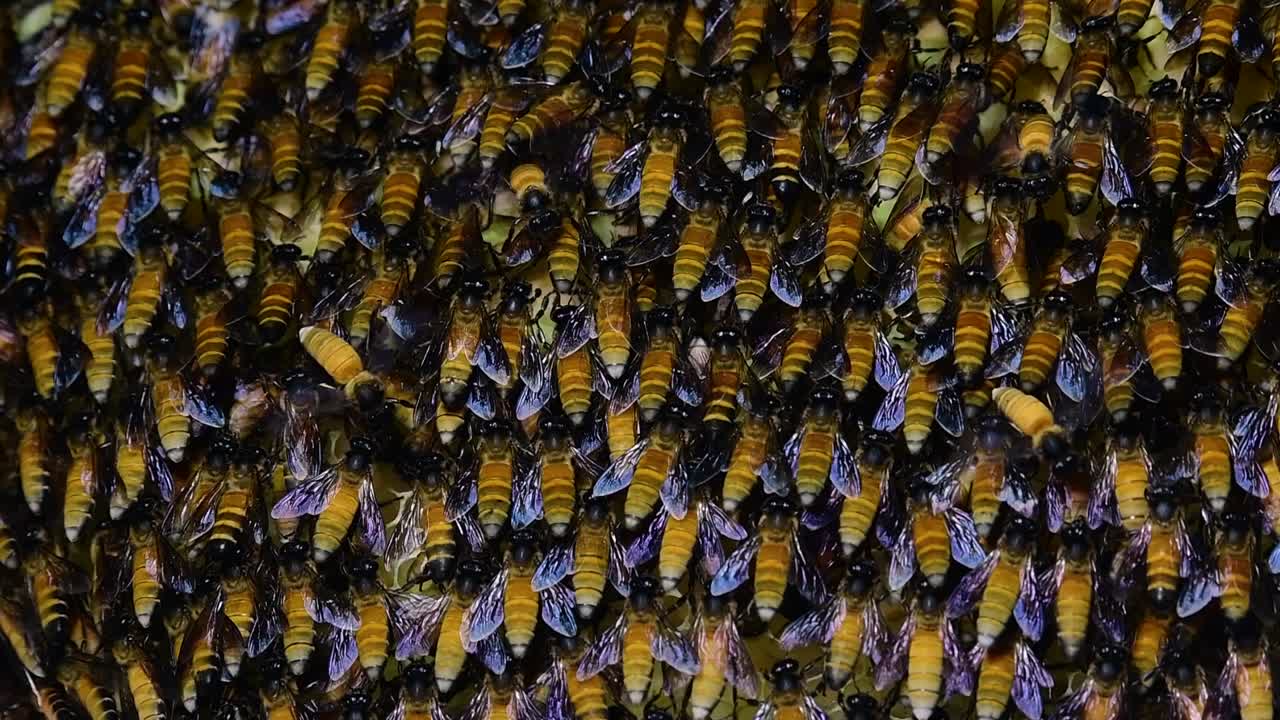 se sabe que las abejas melíferas gigantes construyen grandes colonias de nidos con bolsillos simétricos hechos de cera para almacenar miel como fuente de alimento.
