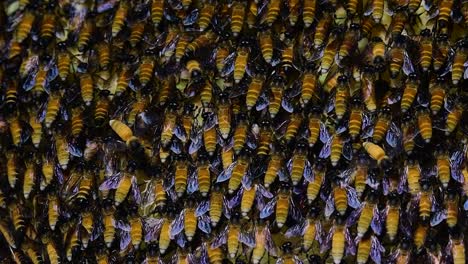 Se-Sabe-Que-Las-Abejas-Melíferas-Gigantes-Construyen-Grandes-Colonias-De-Nidos-Con-Bolsillos-Simétricos-Hechos-De-Cera-Para-Almacenar-Miel-Como-Fuente-De-Alimento.