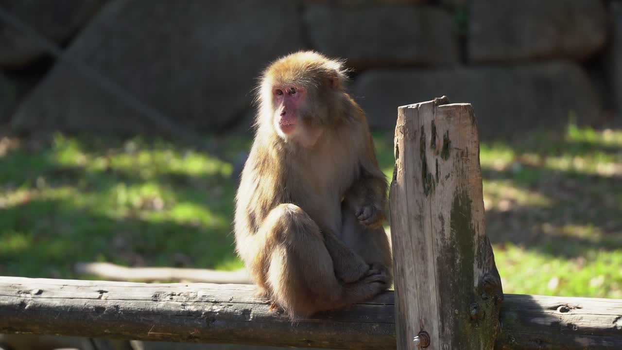 A Japanese Macaque Monkey Climbs down the Fence