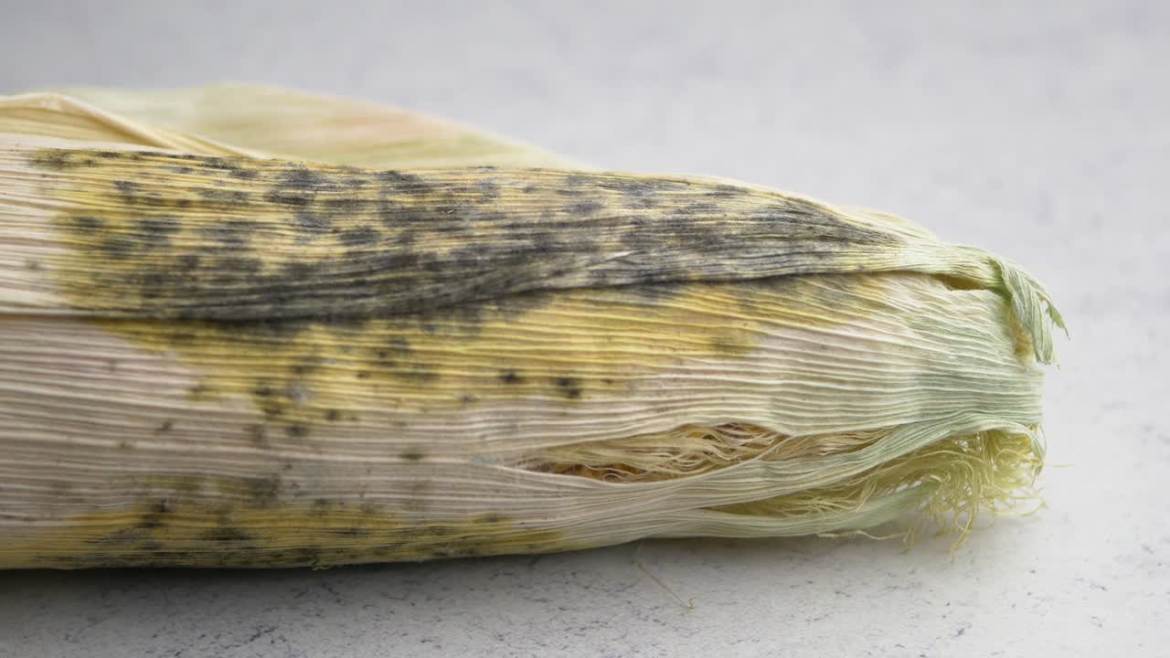 Moldy Corn Cob