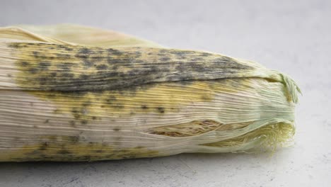 moldy corn cob