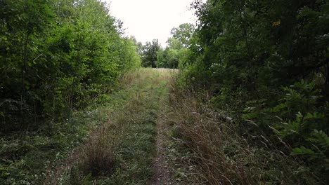 walking though the path in the abandon homestead