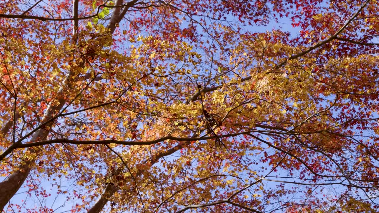 Close up over stunning vibrant autumn color leaves against blue sky