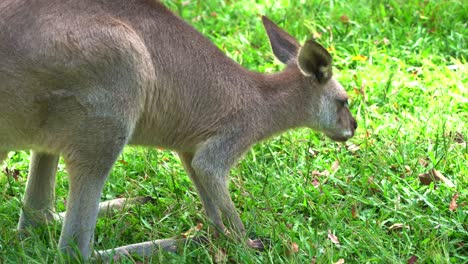 Close-up-head-shot-of-a-wild-herbivorous-eastern-grey-kangaroo,-macropus-giganteus-grazing-on-green-grass-in-open-plain,-native-Australian-wildlife-species