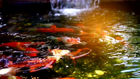 koi fish or amur carp fish slow motion swimming in pond. it more specifically nishikigoi