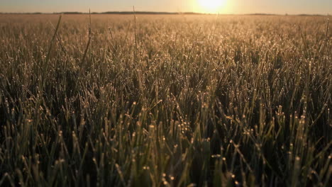 sunrise or sunset over a dewy field