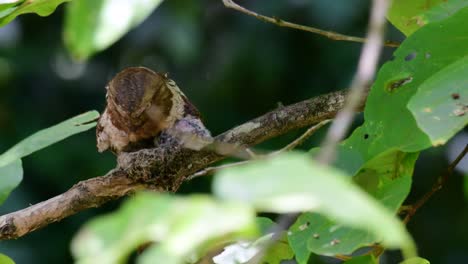 the javan frogmouth or horsfield's frogmouth is found in thailand and other asian countries