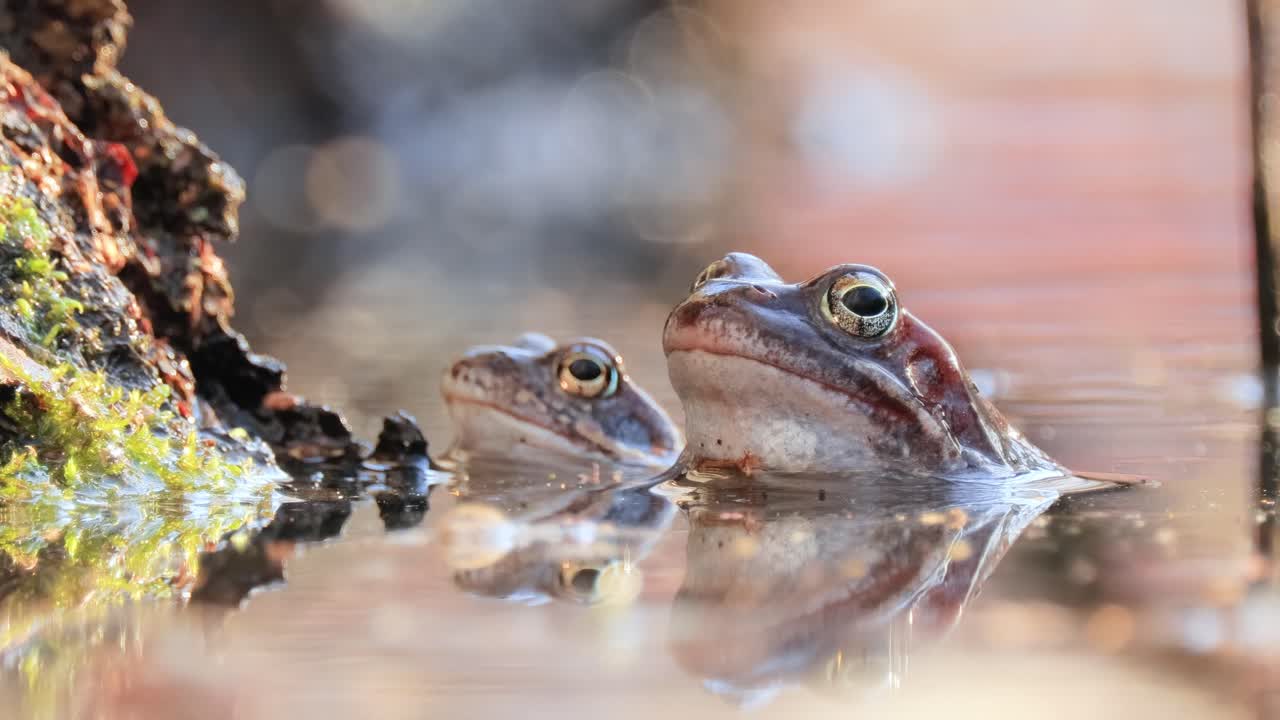 연못에서 갈색 개구리 (rana temporaria) 클로즈업.