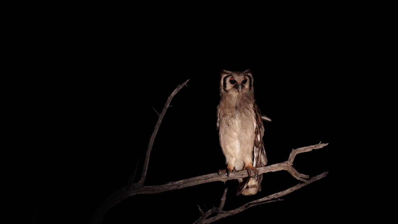 eagle owl owl sits on a stump at night.