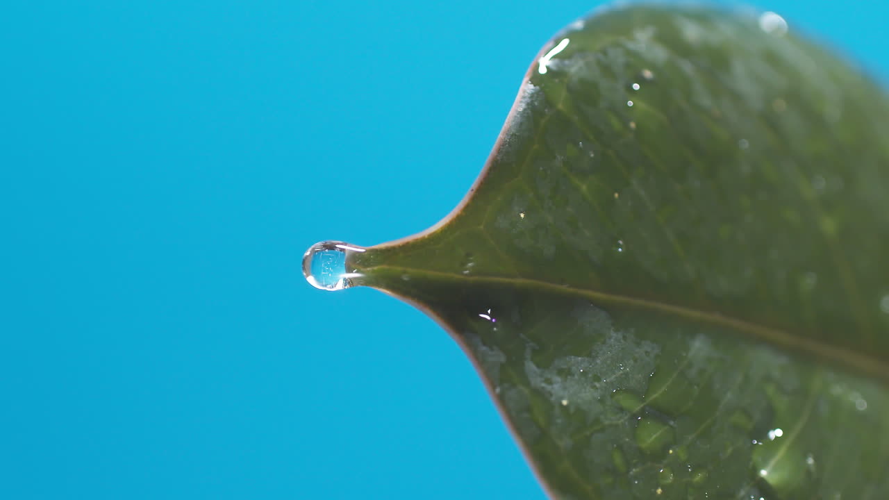 вертикаль капель воды, стекающих с зеленых листьев на голубой фон