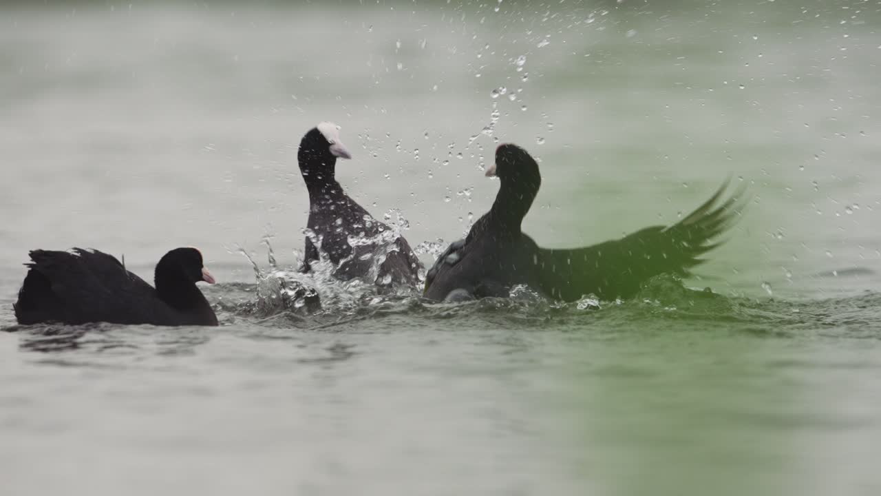 dos pájaros coot luchando con sus pies en el agua