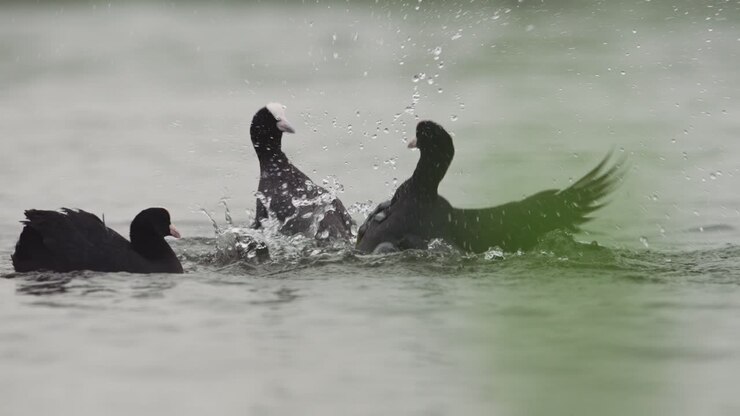 Two coot birds fighting with their feet in the water
