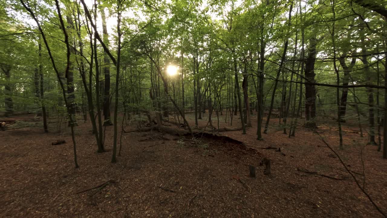 Young forest canopy ground covered in leaves sun shine through wood branch