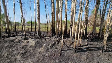 Tree-Trunks-With-Bare-Branches-After-Wildfire-In-Alberta,-Canada