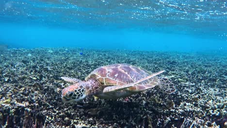 close up of turtle swimming- underwater, side view