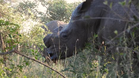 Breitmaulnashorn-Steht-Inmitten-Der-Vegetation,-Krüger-Nationalpark,-Südafrika