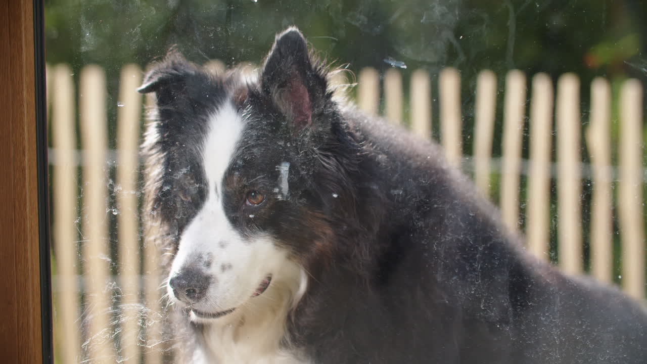 Static shot of a cute dog looking from outside into a window, panting. Waiting to be let in, jumping away at the end of the shot. Sunny afternoon in mid september.