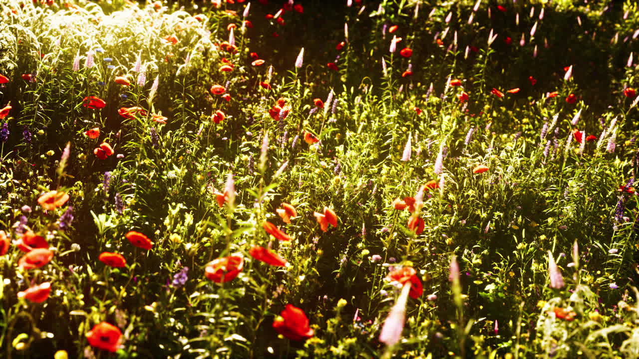hermoso día soleado en el campo