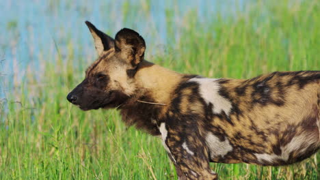 Perro-Pintado-Africano-Parado-Cerca-De-La-Orilla-Del-Río-Khwai-En-Bostwana,-Sudáfrica