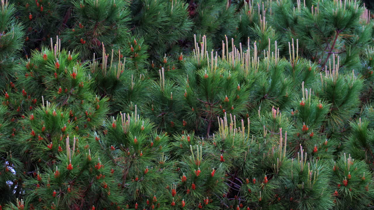 View of pine tees moving in the wind while raining