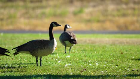 4 k footage of a canadian goose cooling in the shade