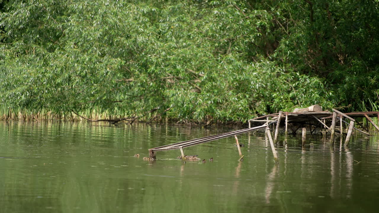 Mallard duck family swimming by the river near the old broken bridge. Waterfowl in their natural habitat. Greenery at backdrop.