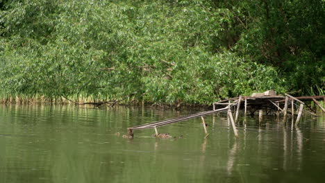 mallard duck family swimming by the river near the old broken bridge. waterfowl in their natural habitat. greenery at backdrop.