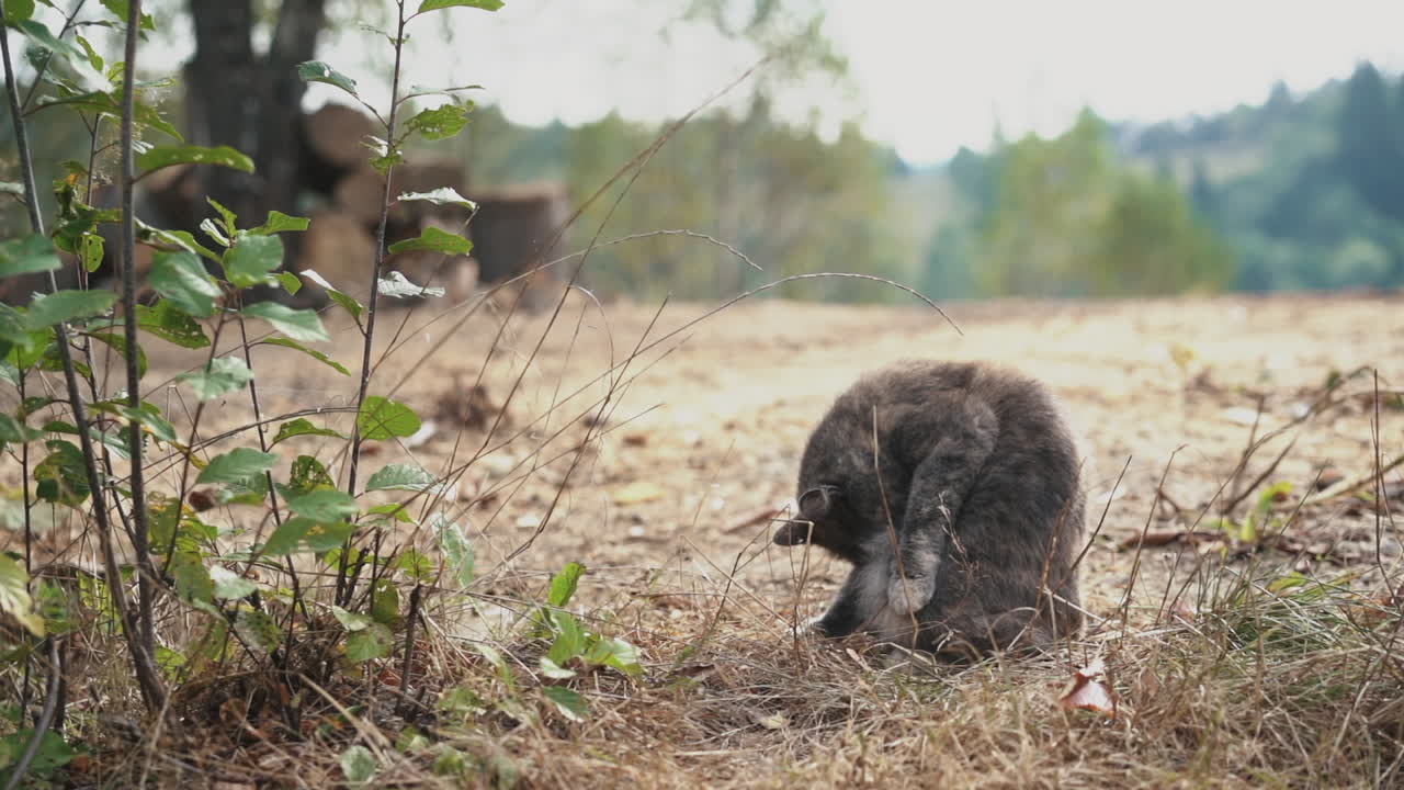 el gato se limpia en el bosque.