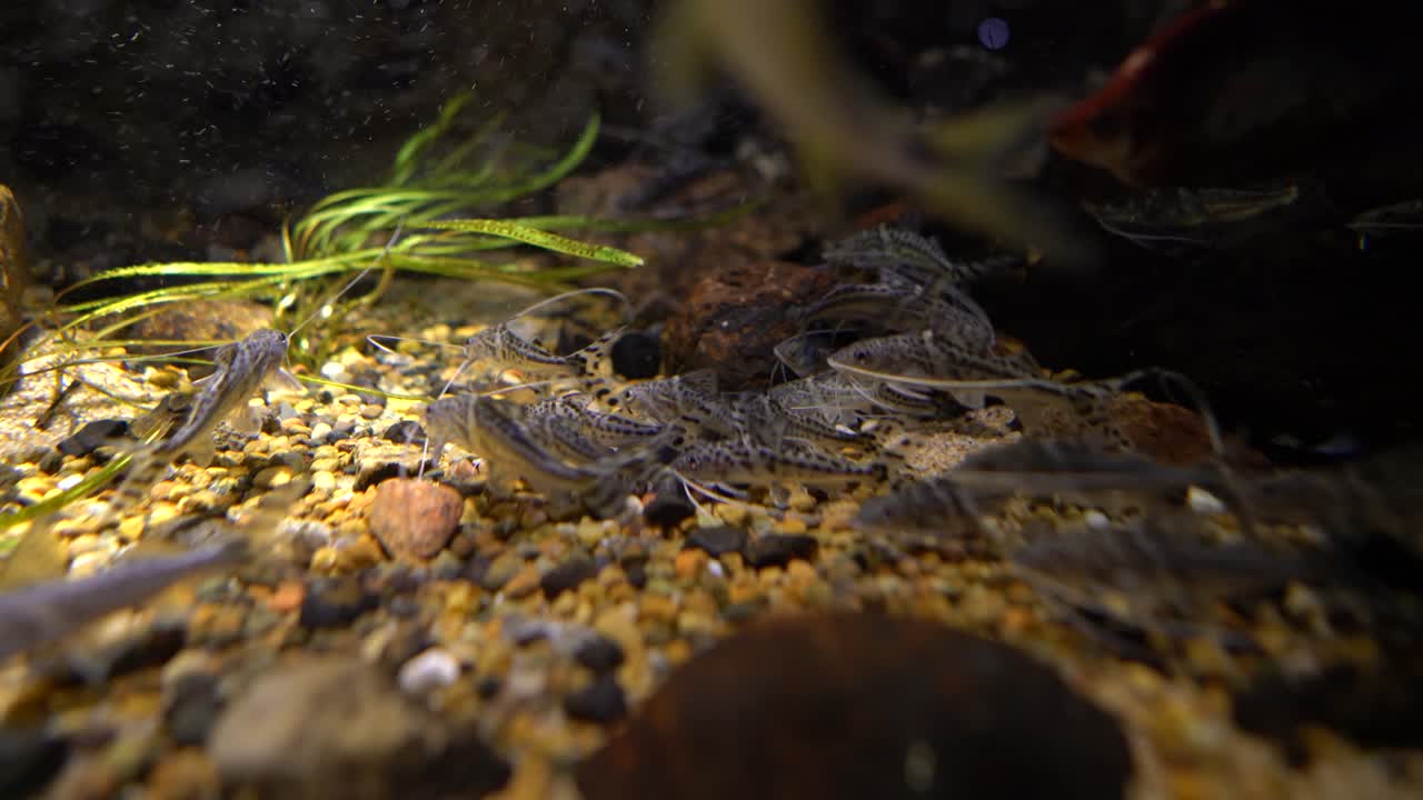 pictus pictus, (pimelodus pictus)