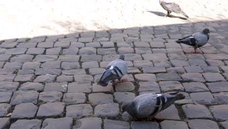 Grupo-De-Palomas-Blancas-Y-Grises,-Buscando-Comida,-Caminando-Por-Una-Calle-Antigua-En-Roma-Italia