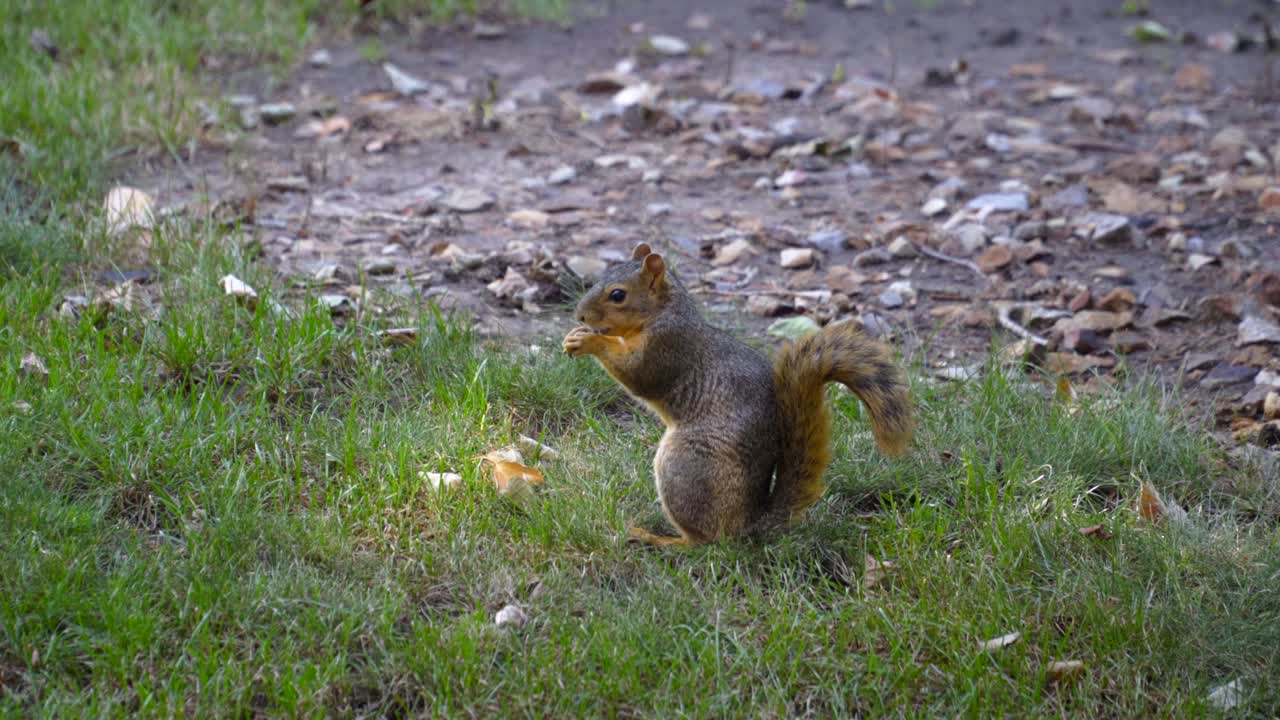 linda y saludable ardilla gris se sienta en la hierba comiendo una nuez