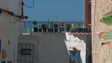 plantas en un callejón en taghazout