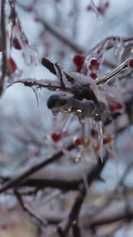 primer plano de ramas de árboles heladas con bayas rojas y naranjas vívidas encerradas en hielo brillante, creando una impresionante escena de invierno contra un fondo suavemente borroso y de tonos fríos de árboles y cielo