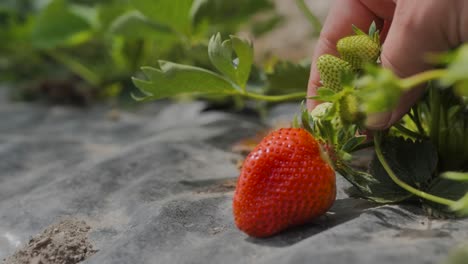 close-up of male farmer hand picking fresh organic red ripe strawberries hanging on a bush, harvesting fruit farm strawberry bushes in the greenhouse, summer day