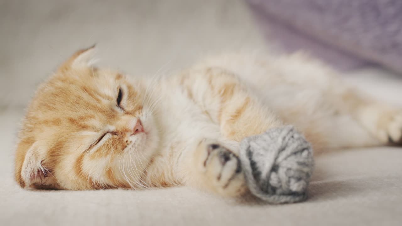 The owner covers a sleepy ginger kitten with a blanket