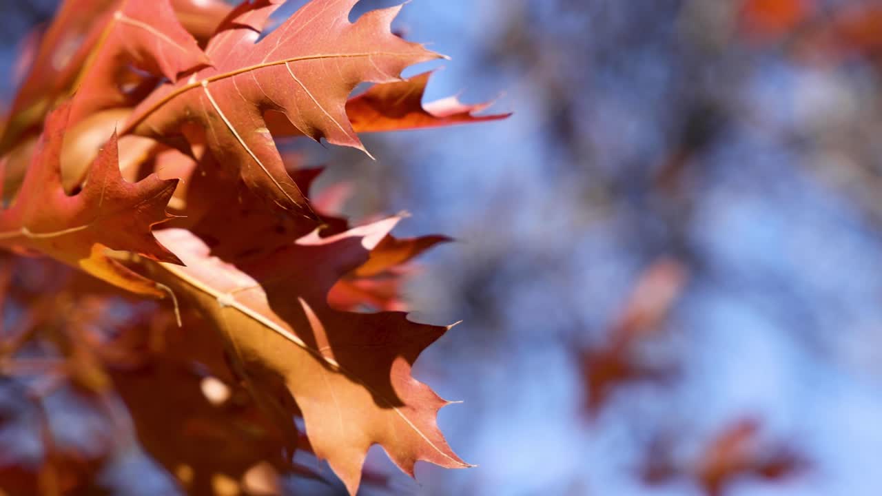 primer plano de las hojas de arce rojo en otoño