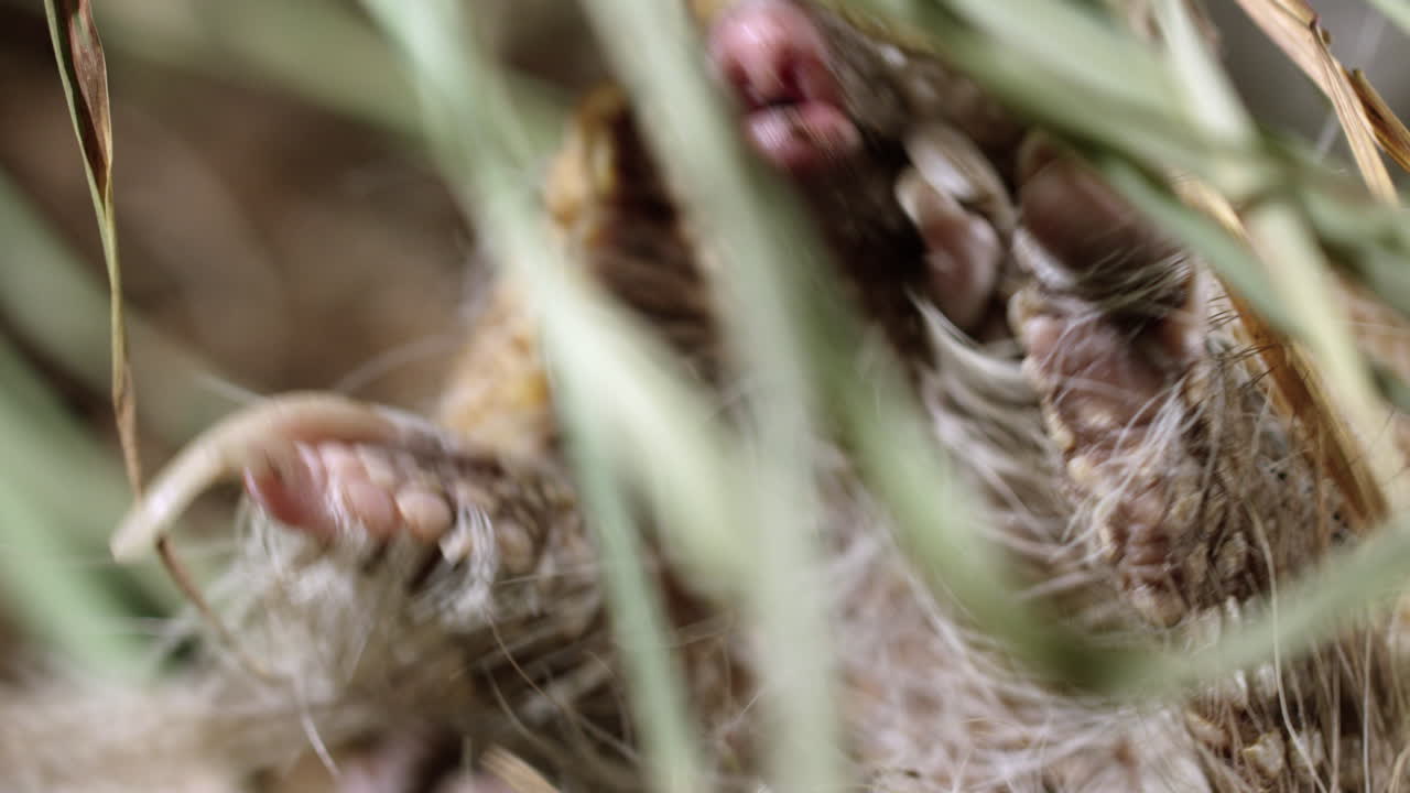 Armadillo rolled up into a ball wakes up and tries to roll over - extreme close up