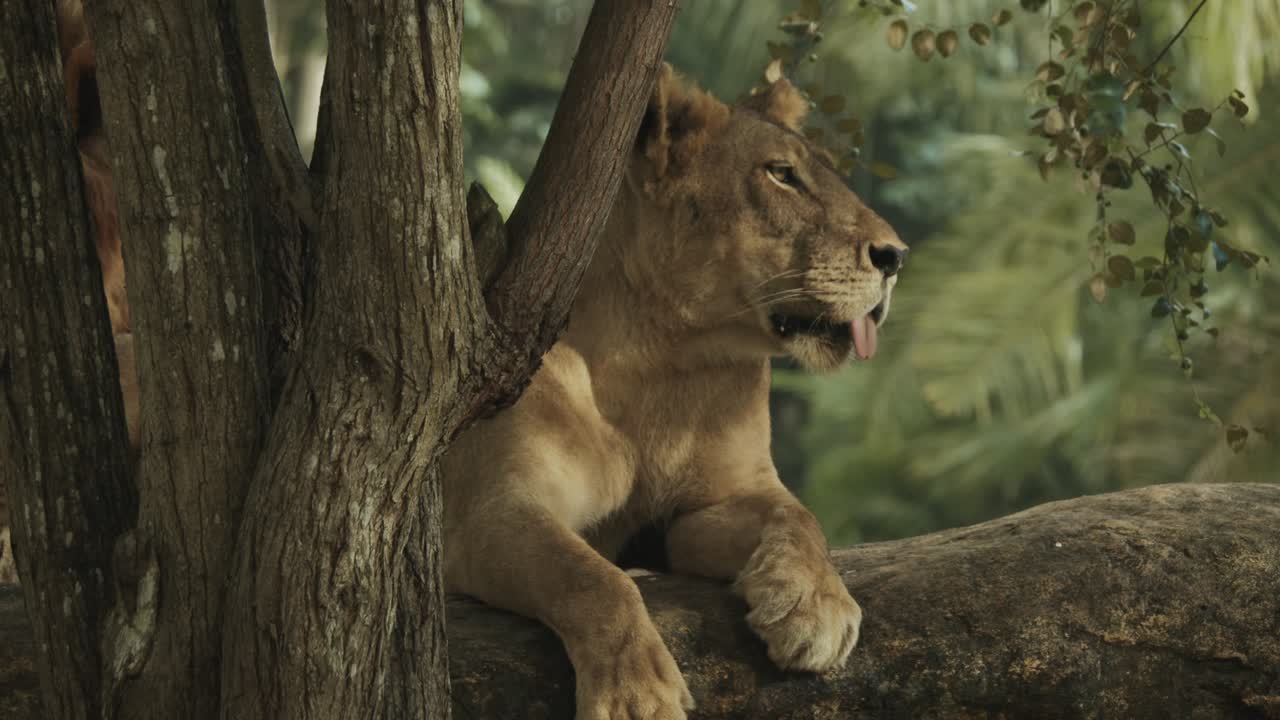 leona hembra en lo alto del árbol, supervisando la sabana y buscando una presa potencial