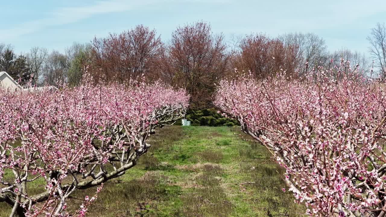 Veduta aerea su un frutteto di peschi in fiore in primavera, USA, con file di alberi in fiore rosa, casetta da giardino, sentiero verde e un fresco paesaggio campestre stagionale sotto un cielo diurno limpido.