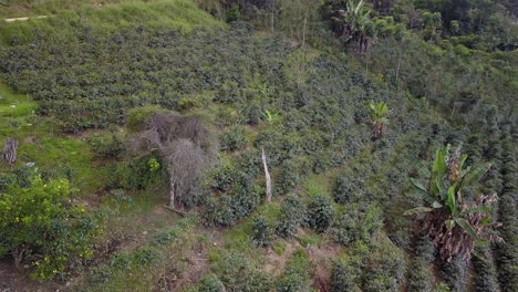 Plantación-De-Café-En-La-Selva-Montañosa-Boliviana